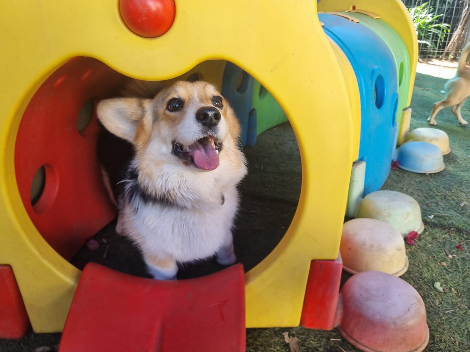 Pawsome Pups dogs